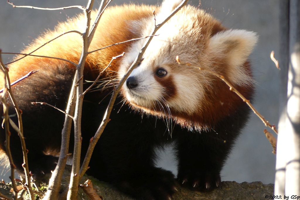 Westlicher Kleiner Panda (Westlicher Katzenbär, Nepalesischer Roter Panda)