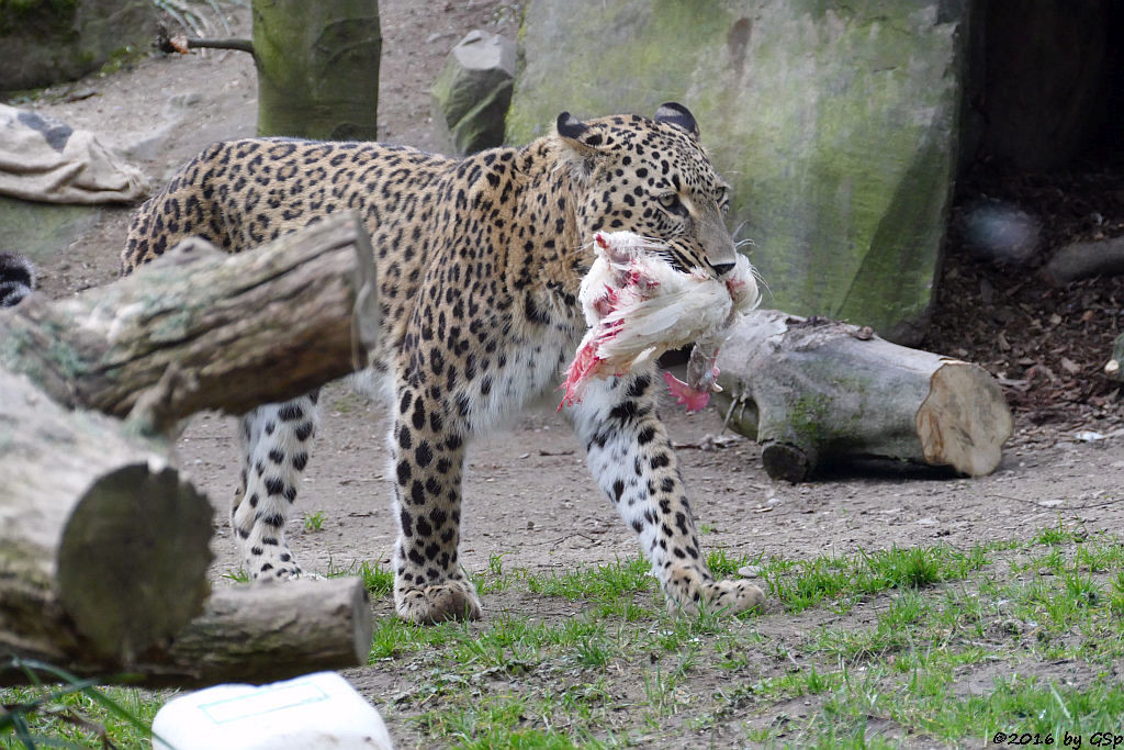 Nordpersischer Leopard (Afghanischer Leopard)