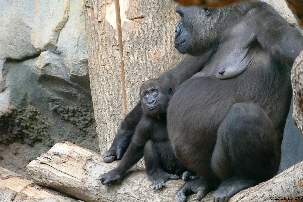 Flachlandgorilla DIAN mit XETSA