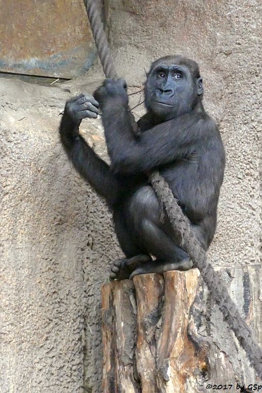 Flachlandgorilla DIARA