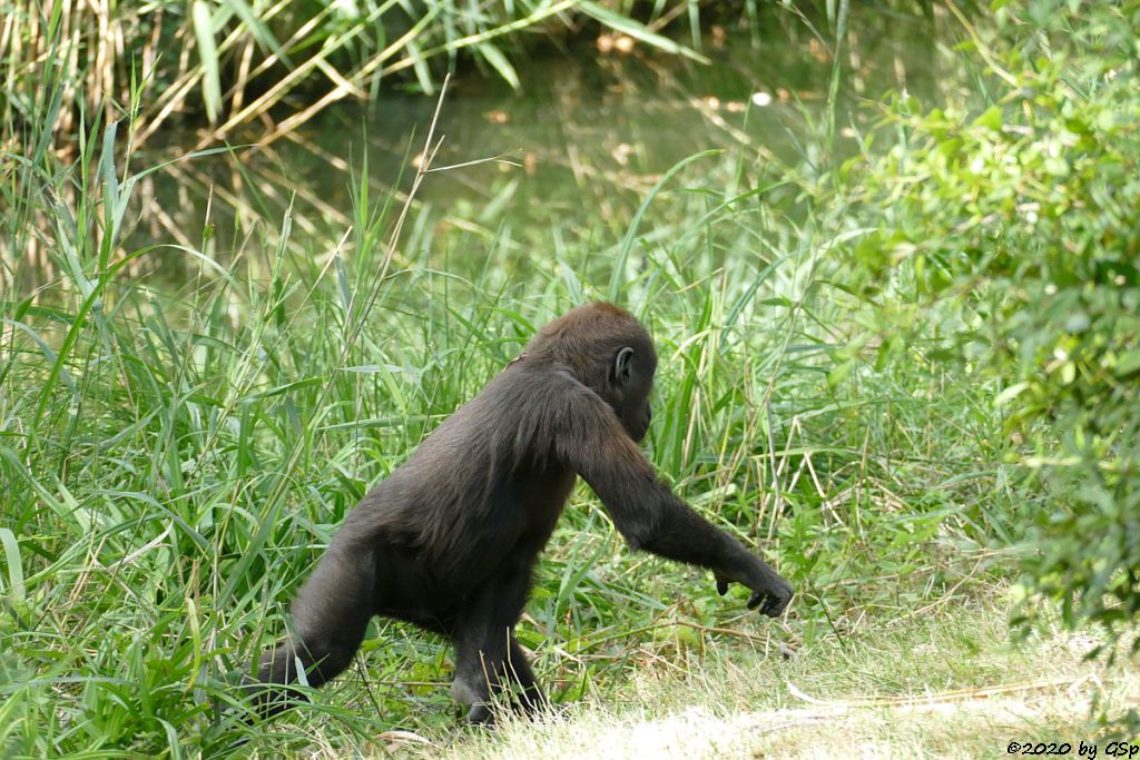 Westlicher Flachlandgorilla