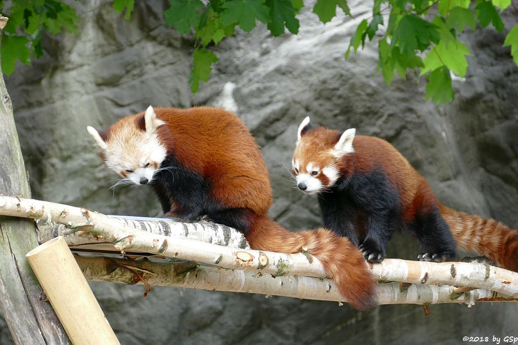 Westlicher Kleiner Panda (Westlicher Katzenbär, (Nepalesischer Katzenbär, Nepalesischer Roter Panda)