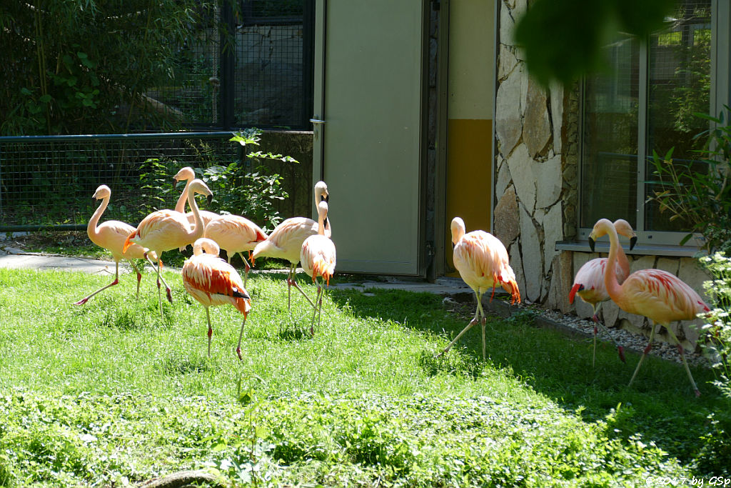 Chileflamingo (Chilenischer Flamingo)