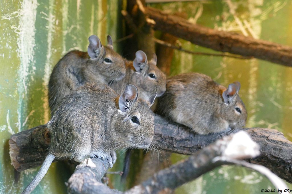 Degu (Gewöhnlicher Degu, Strauchratte)