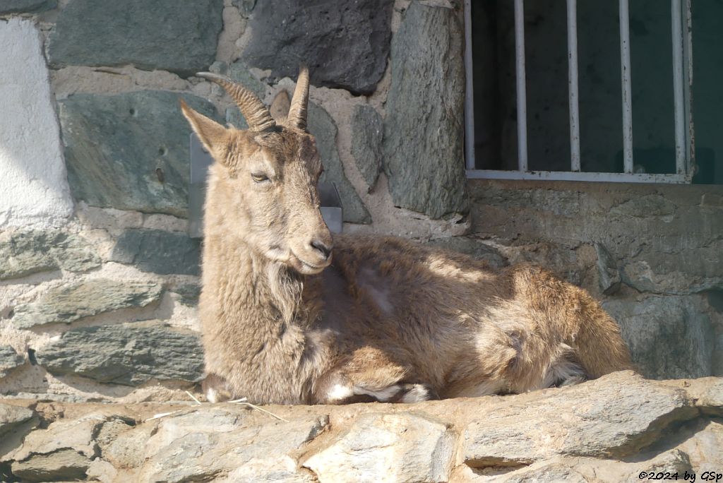 Westkaukasischer Steinbock (Kuban-Tur)