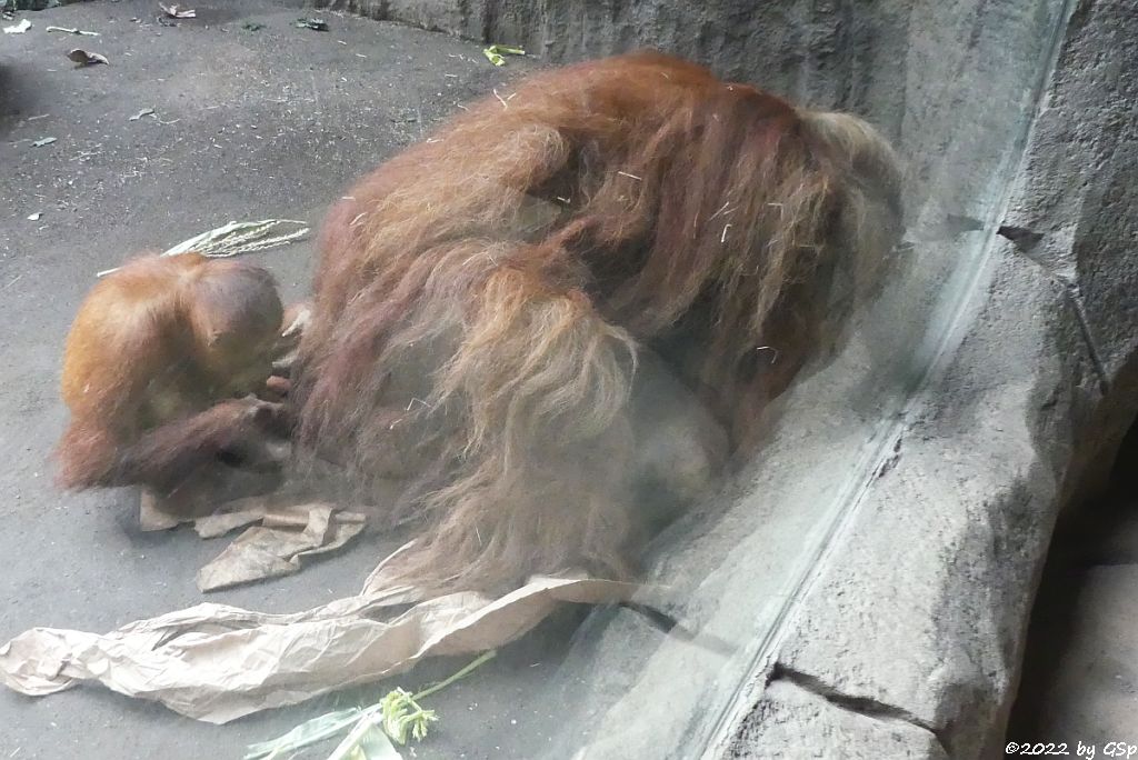 Sumatra-Orang-Utan