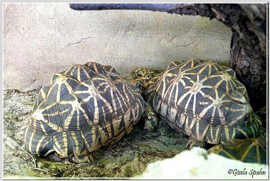 Sternschildkröte