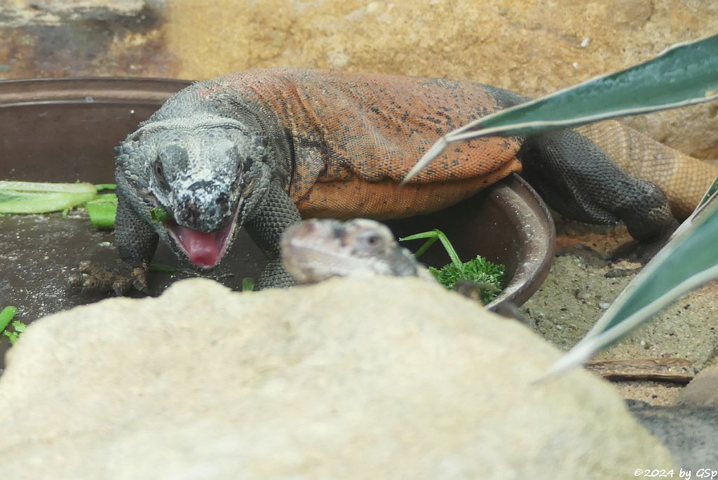 Chuckwalla