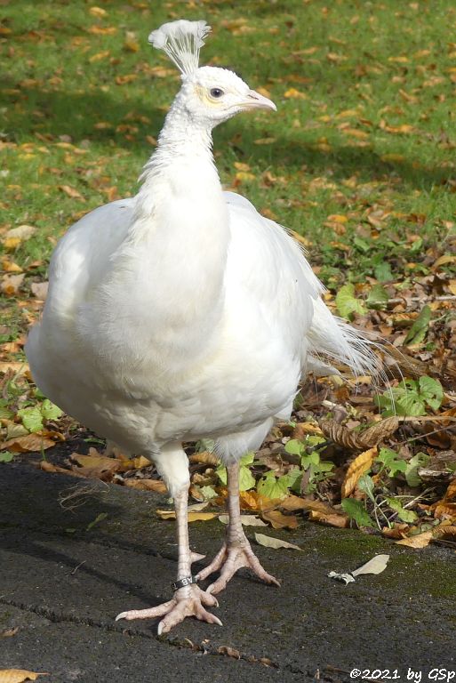 Weißer Pfau