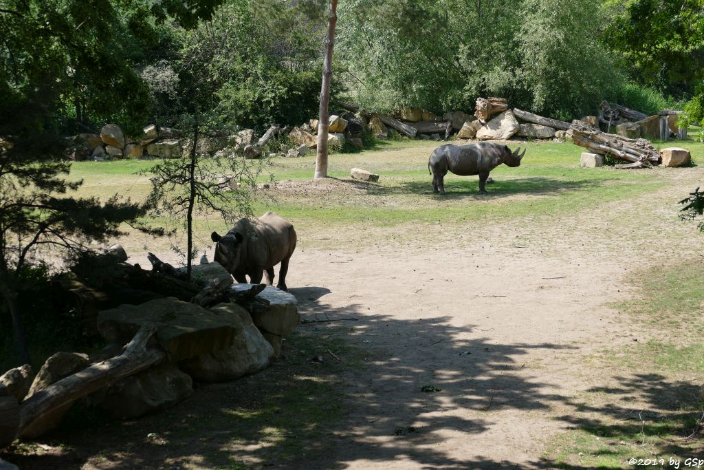 Ostafrikanisches Spitzmaulnashorn (Östliches Spitzmaulnashorn)