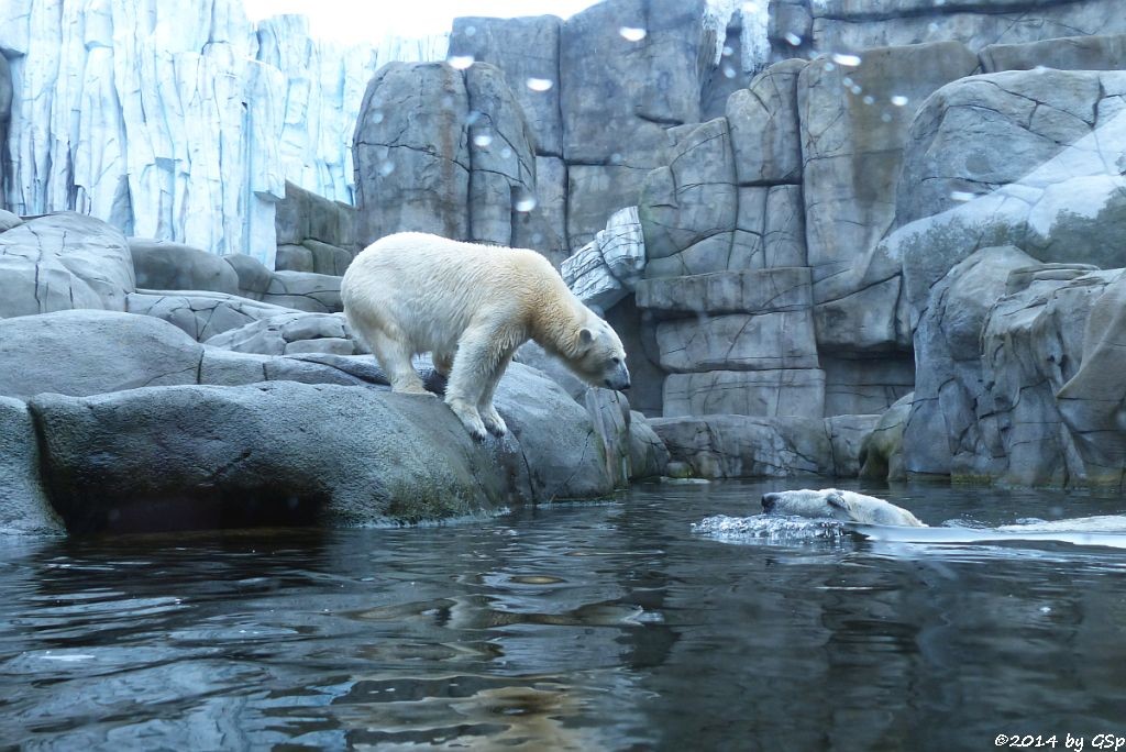 Eisbär VICTORIA und BLIZZARD