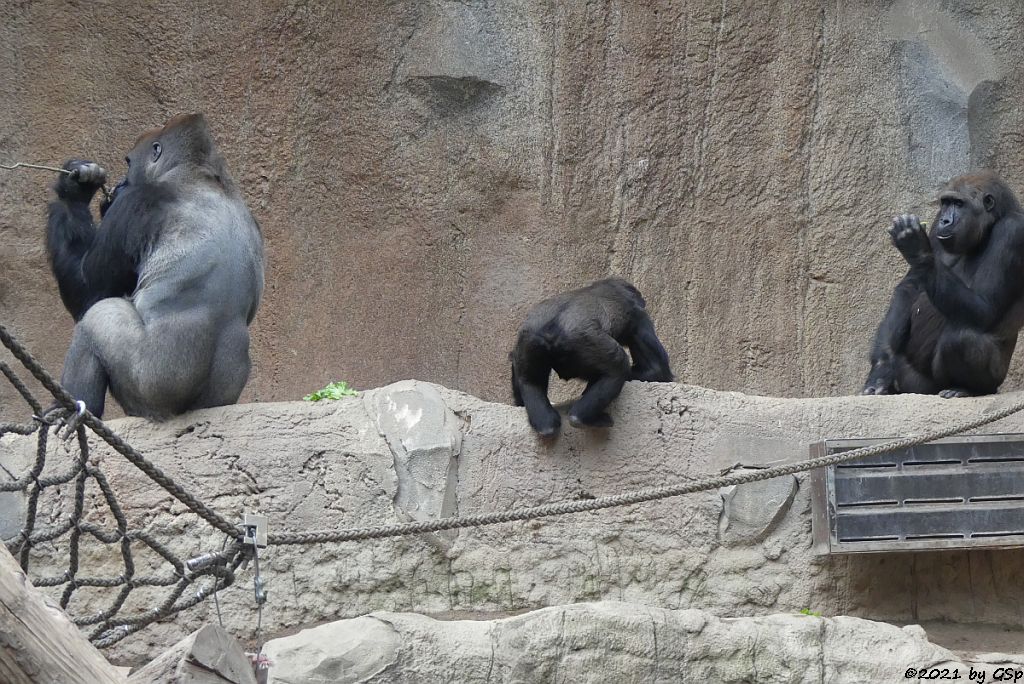 Westlicher Flachlandgorilla