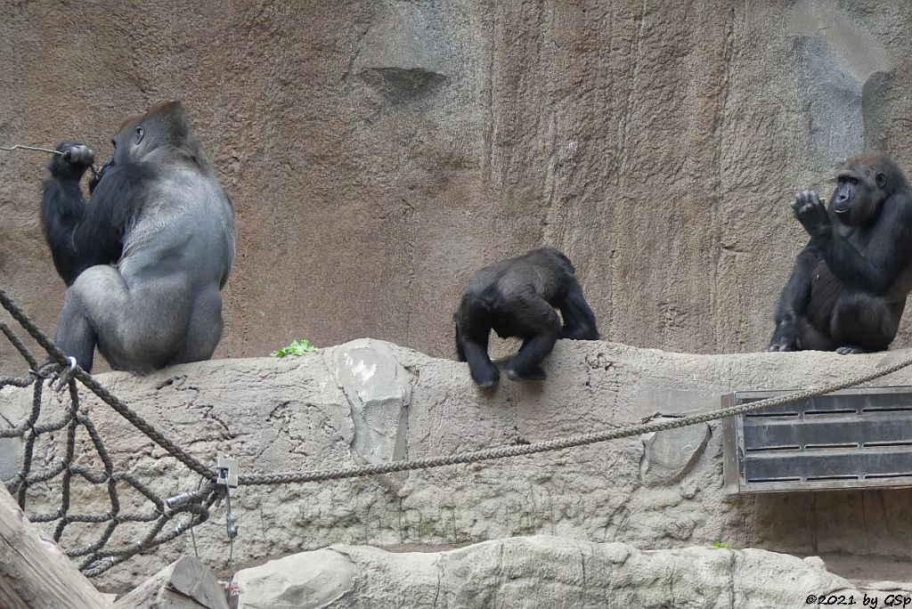 Westlicher Flachlandgorilla