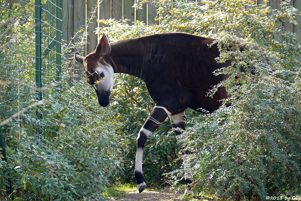 Okapi