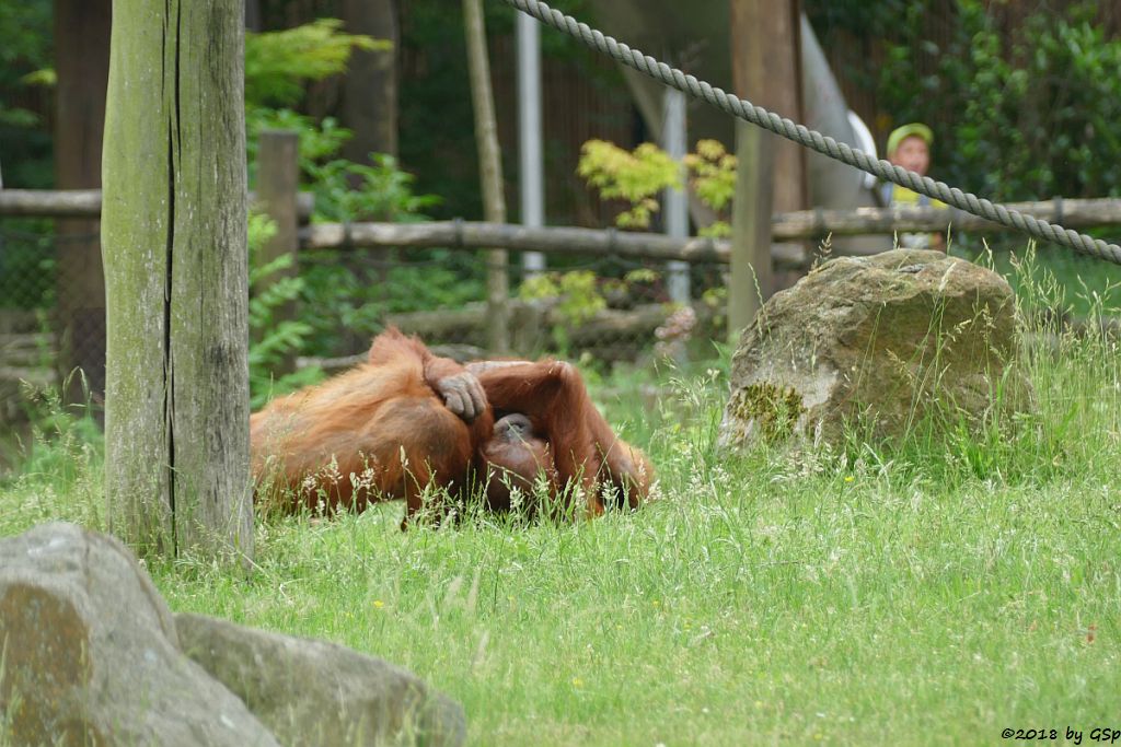 Sumatra-Orang-Utan