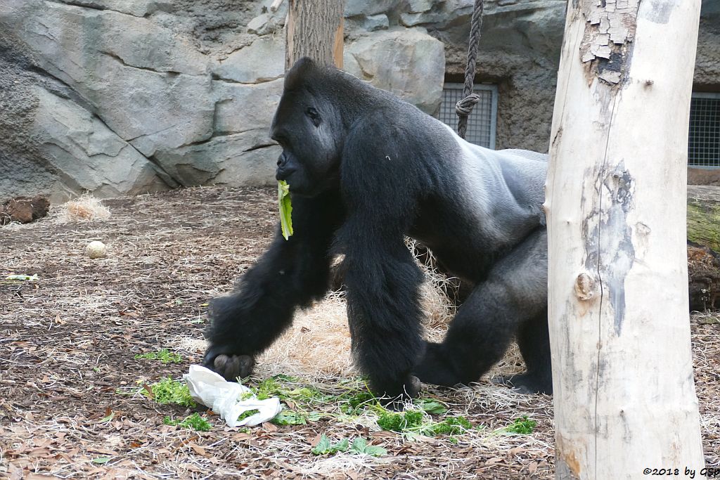 Flachlandgorilla VIATU