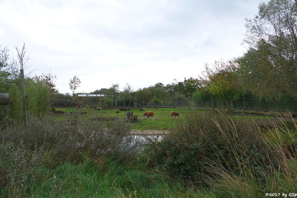 Pinselohrschwein (Rotes Flussschwein)