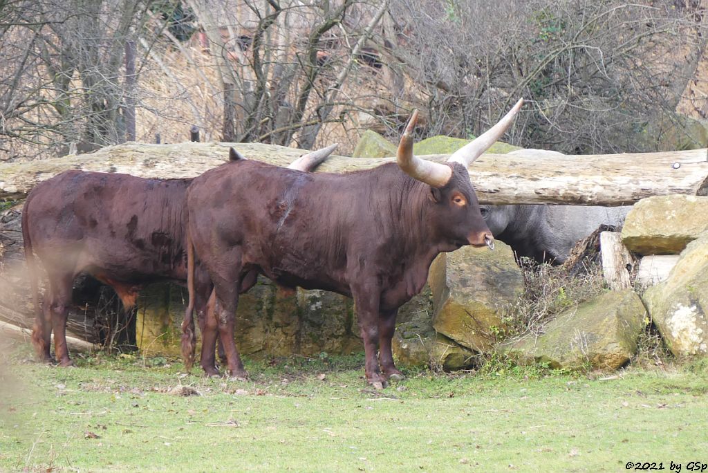 Watussi-Rind (Ankole, Ankolerind), Ostafrikanisches Spitzmaulnashorn (Östliches Spitzmaulnashorn)