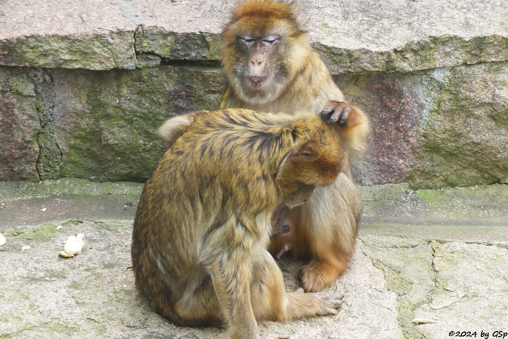 Zoo Halle: Berberaffe (Magot)