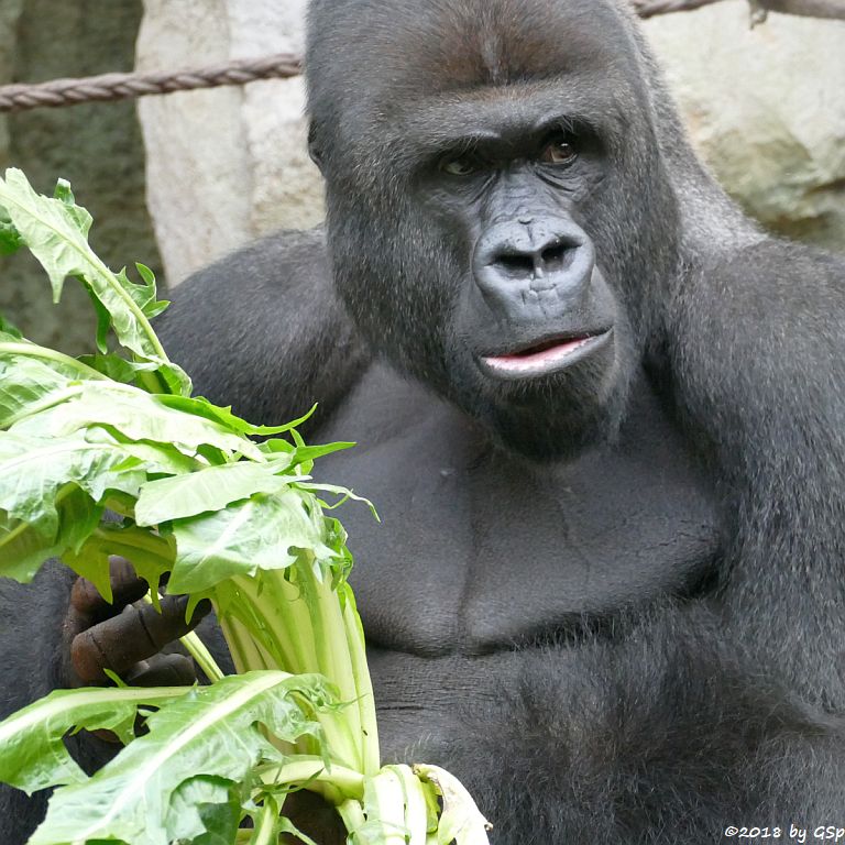 Flachlandgorilla VIATU