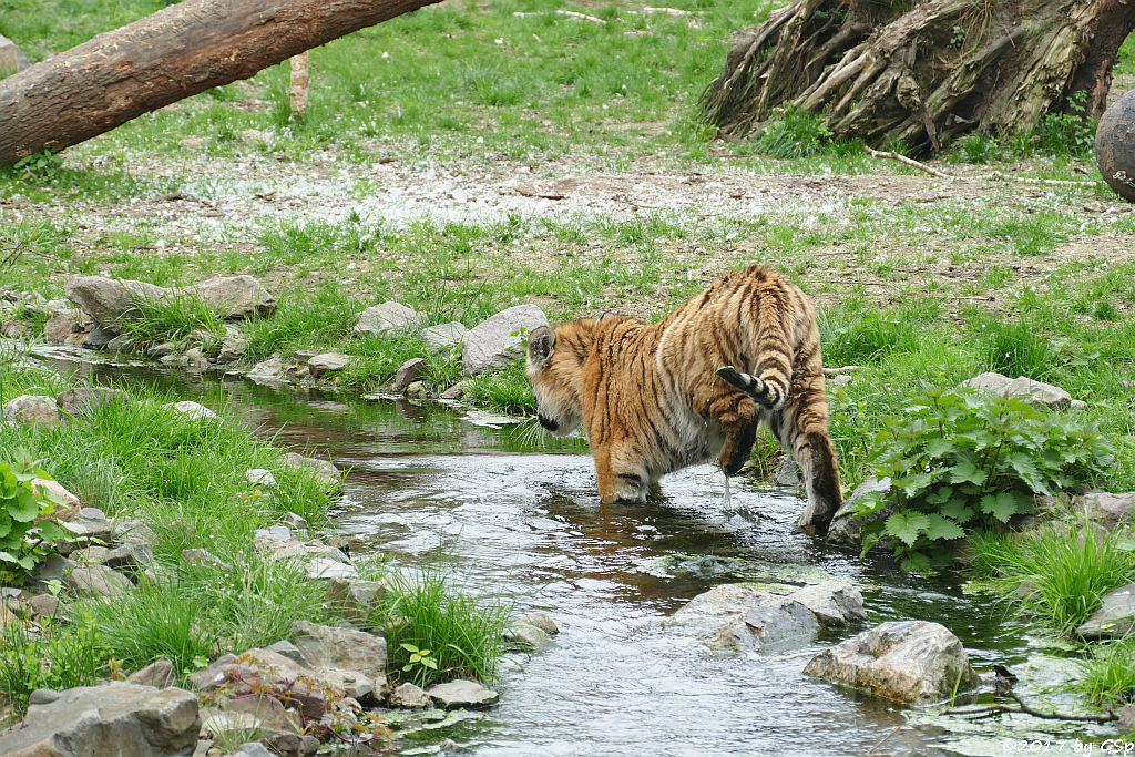 Amurtiger (Sibirischer Tiger, Mandschu-Tiger)