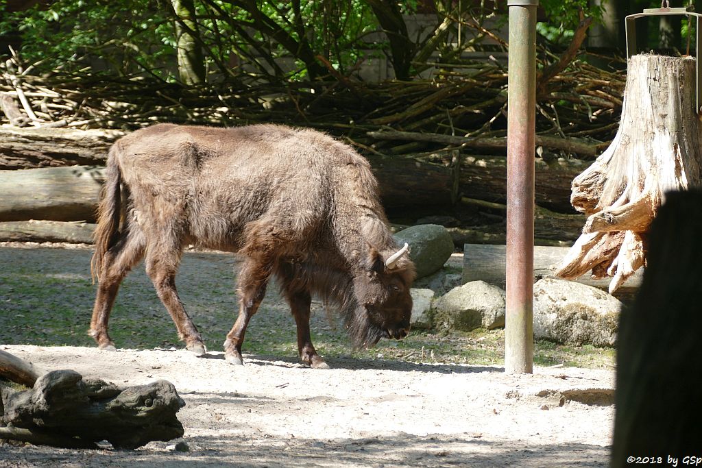 Wisent