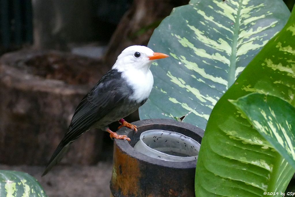 China-Rotschnabelbülbül (Weißkopf-Schwarzbülbül, Rotschnabel-Fluchtvogel)