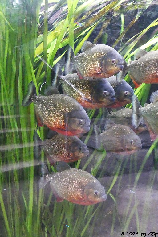 Roter Piranha (Natterers Sägesalmler)