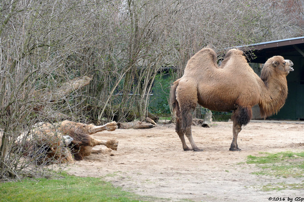 Trampeltier (Zweihöckriges Kamel)