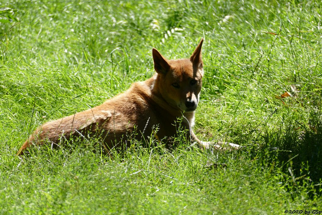 Australischer Dingo