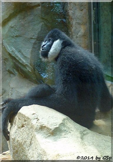 Weißwangengibbon