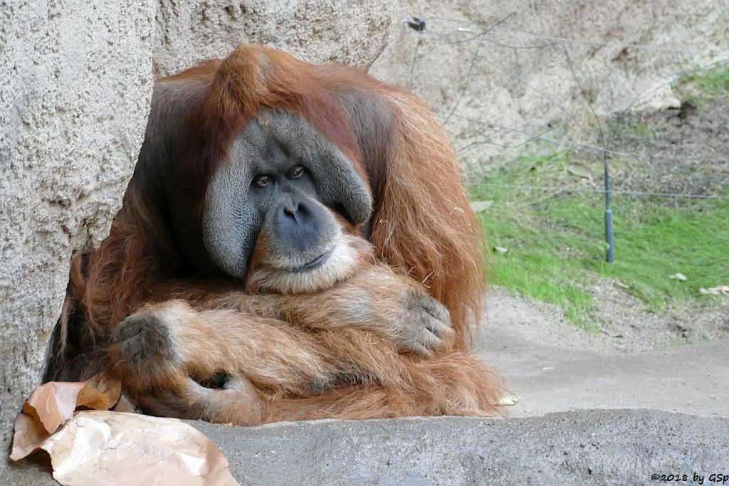 Sumatra-Orang-Utan