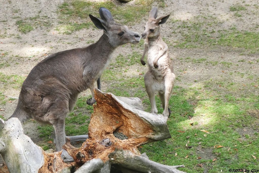 Östliches Graues Riesenkänguru