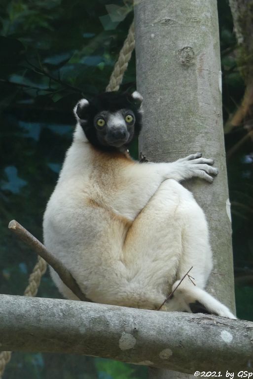 Kronensifaka