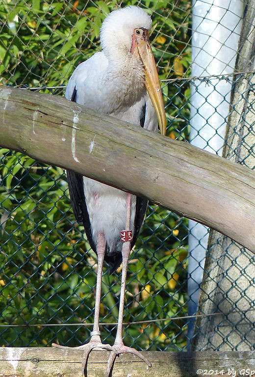 Milchstorch (Malaien-Nimmersatt)