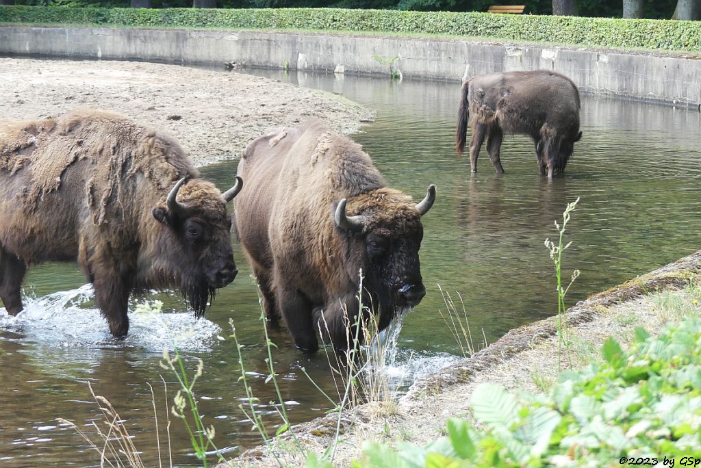Wisent