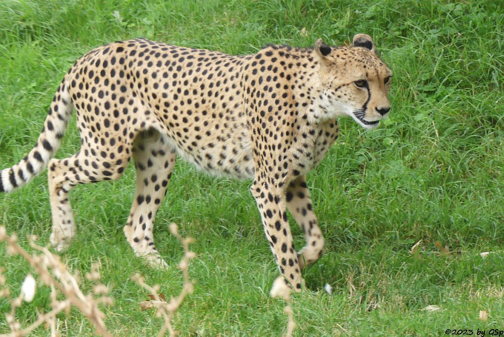 Südafrikanischer Gepard