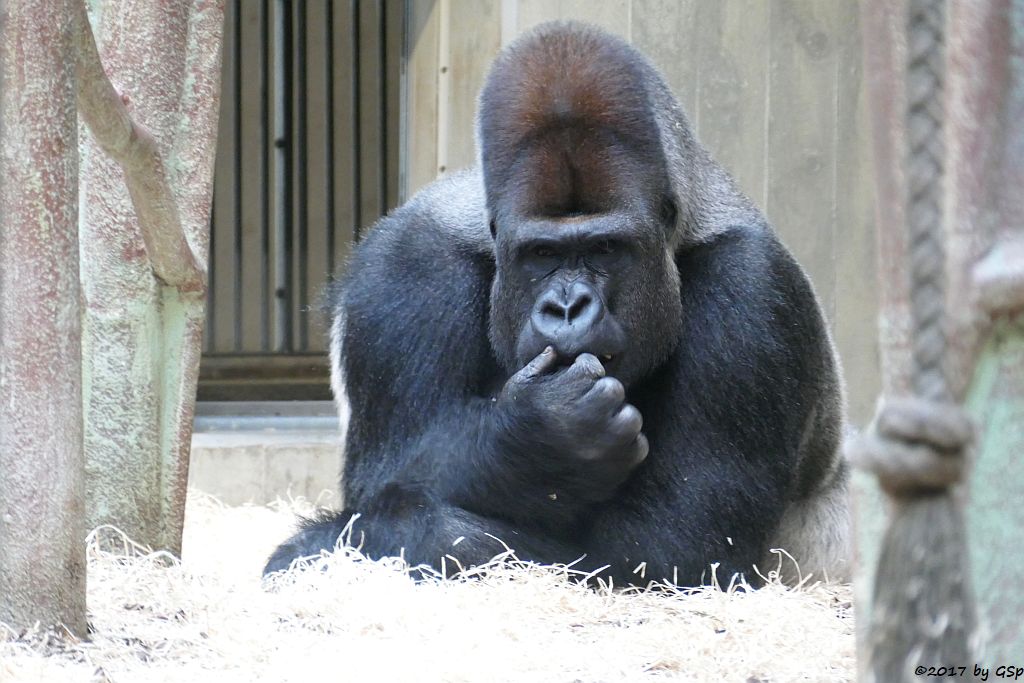 Flachlandgorilla