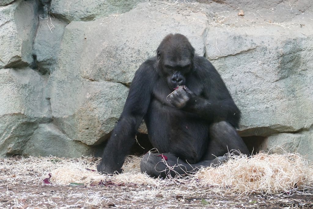 Flachlandgorilla QUEMBO