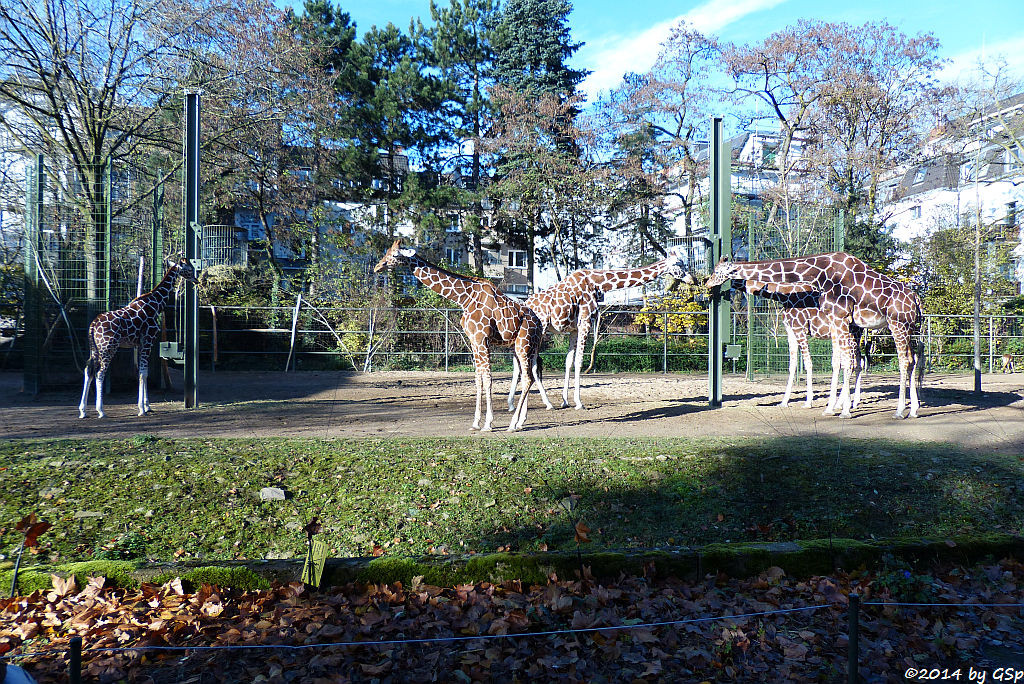 Netzgiraffe