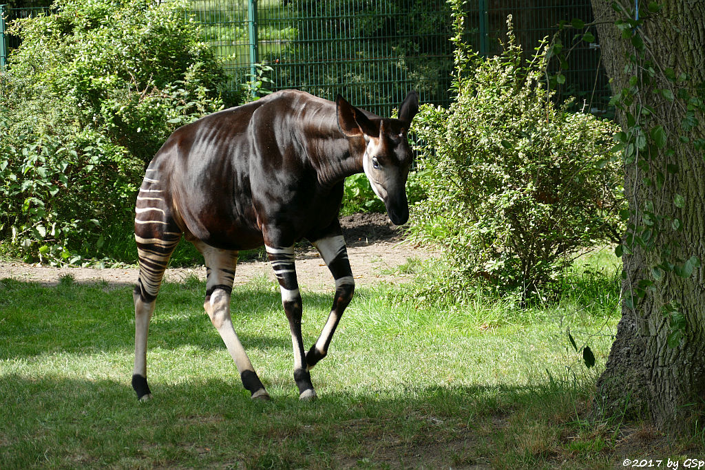 Okapi