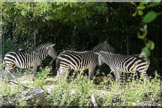 Grantzebra