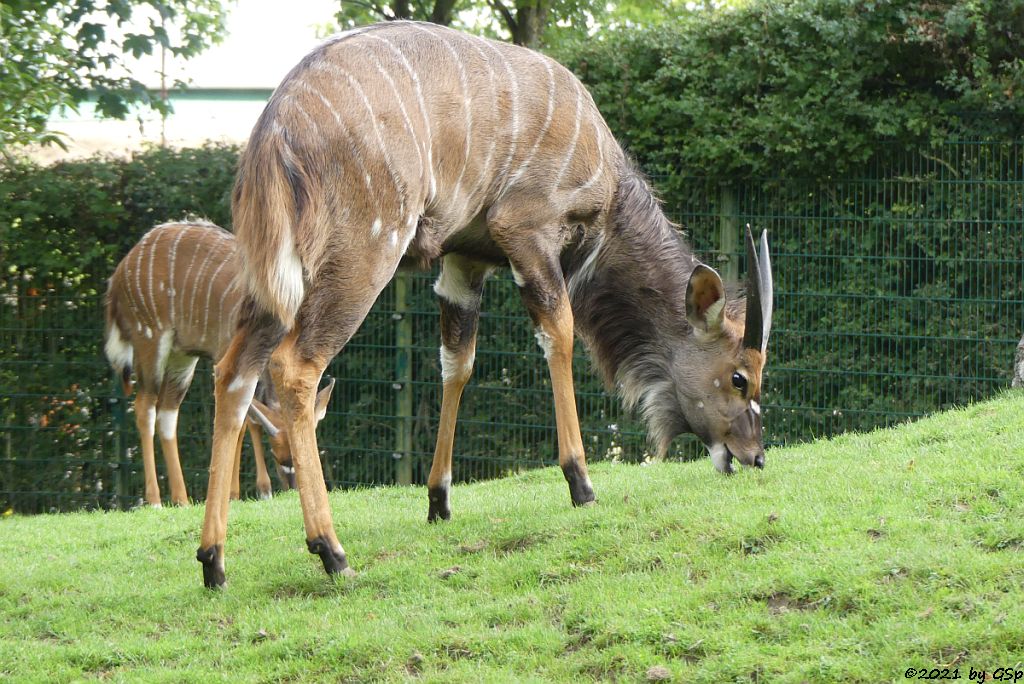 Nyala (Tieflandnyala, Flachlandnyala)