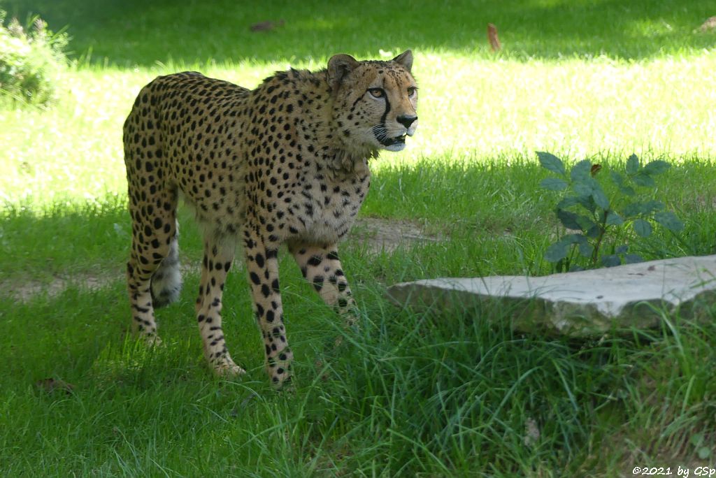 Südafrikanischer Gepard