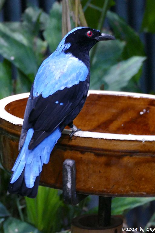 Türkisfeenvogel (Elfenblauvogel, Türkis-Irene)