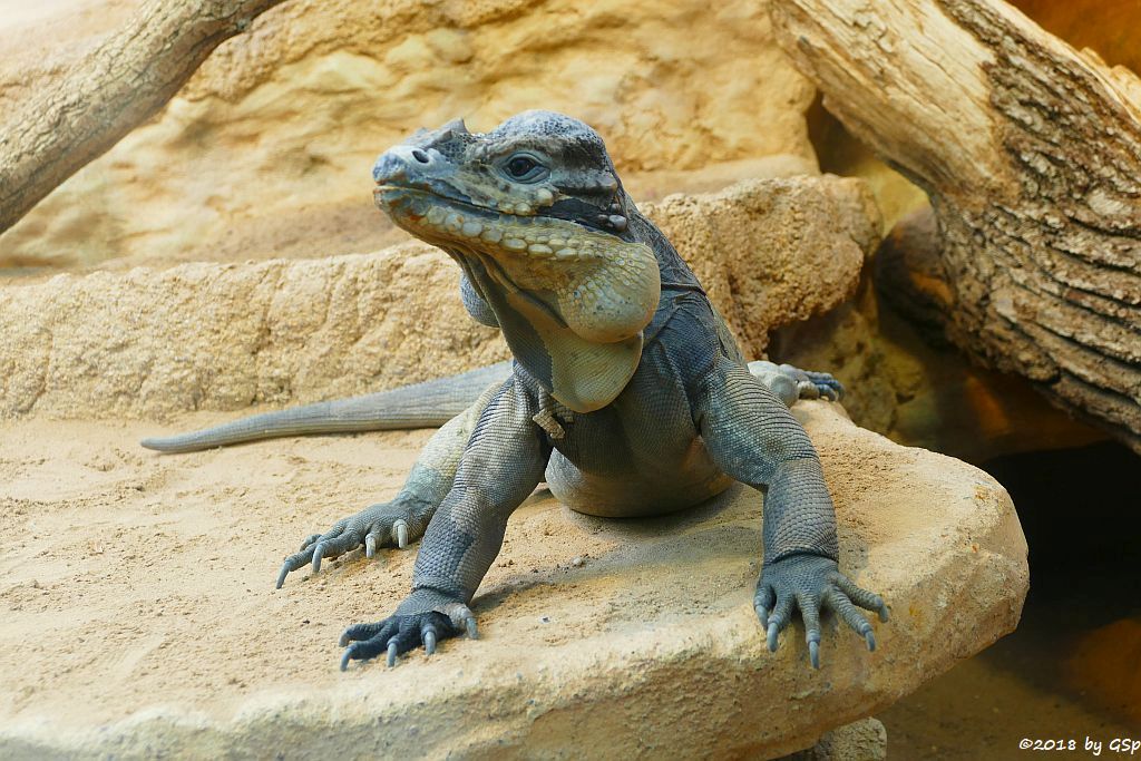 Hispaniola-Nashornleguan