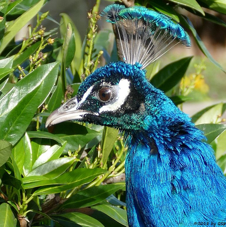 Blauer Pfau