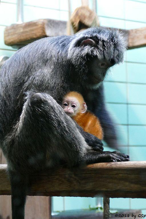 Schwarzer Haubenlangur (Javanischer Haubenlangur, Budeng)