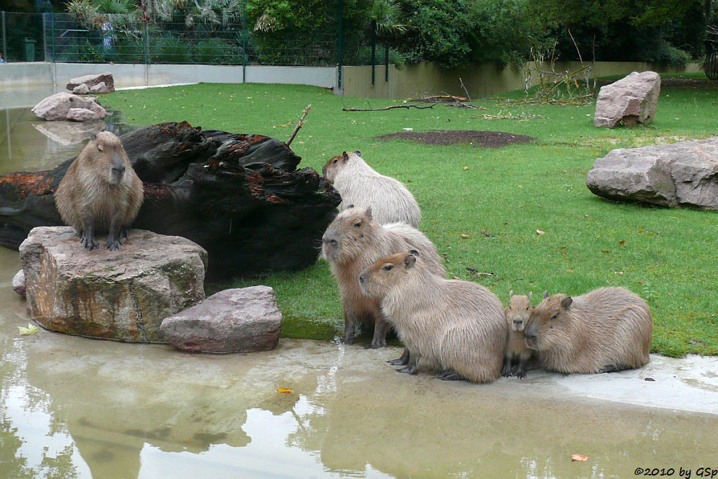 Capybara (Wasserschwein), Jungtiere 5 Wo alt