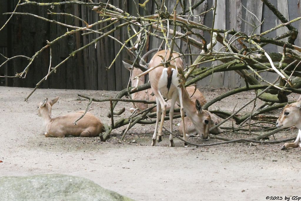 Persische Kropfgazelle